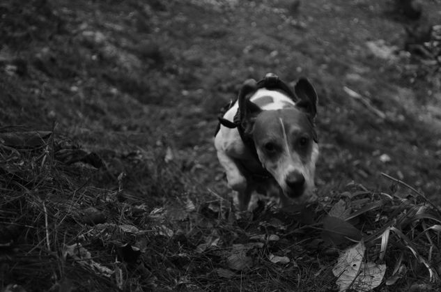 Se libre! Naturaleza Blanco y Negro (Digital)