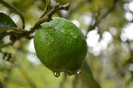 Limon!