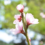 Primavera thumbnail 2