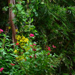 Primavera thumbnail 1