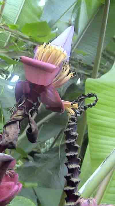 flor