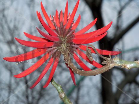 Coral en flor