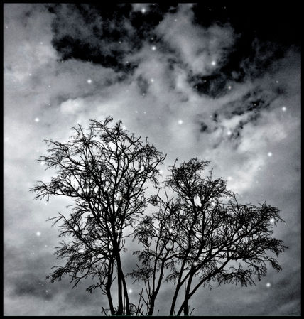 Branches to Heaven