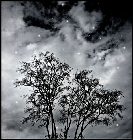 Branches to Heaven