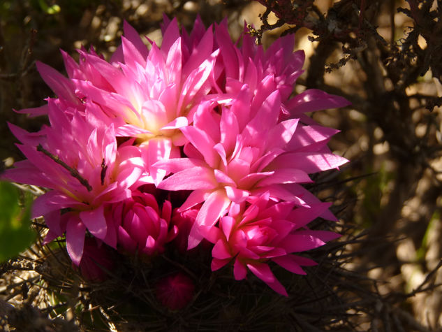 cactus rosado Naturaleza Color (Digital)