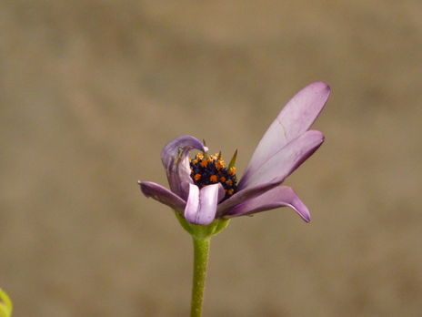 Flor marchita