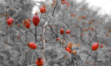 Naturaleza