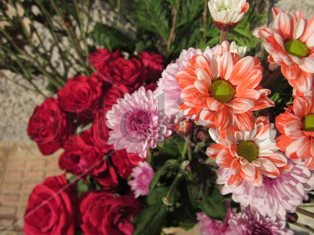 Flores