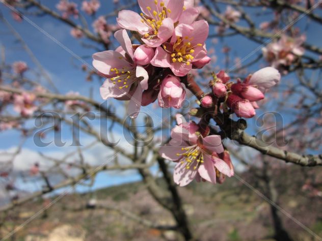 Flores