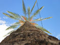 Palmera