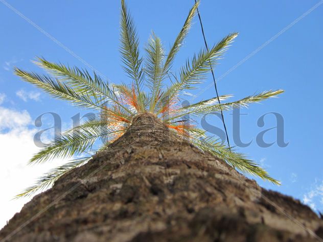 Palmera