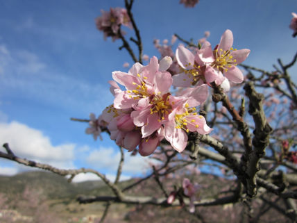 Flor de almendro