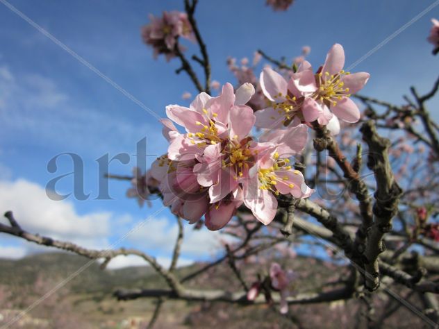 Flor de almendro