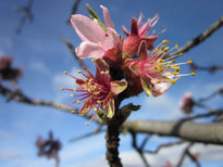 Flores de almendro