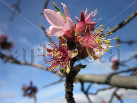 Flores de almendro