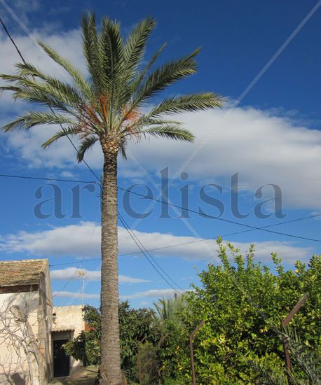 Palmera Naturaleza Color (Digital)