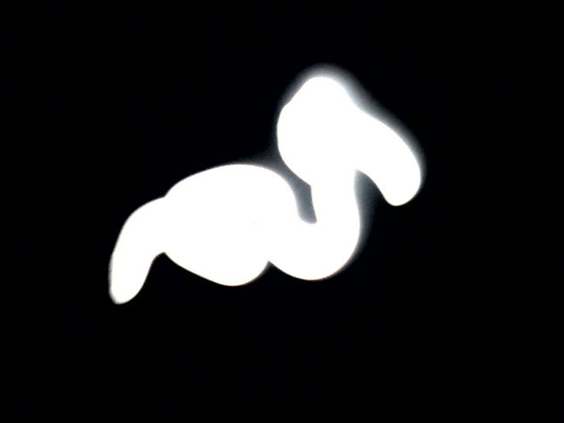 COMPOSICION VLAS.LUNA DE PATO