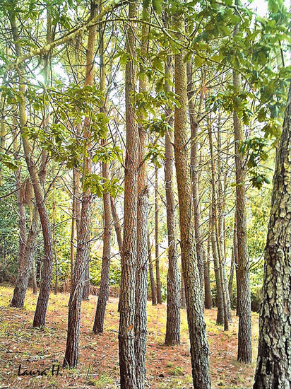 Arboleda Naturaleza Color (Digital)