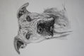 Pitt Bull