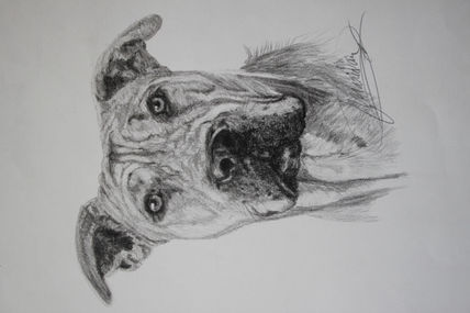 Pitt Bull