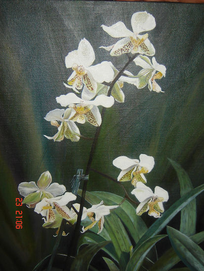 orquideas blancas Oil Canvas Floral Painting