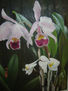 Orquideas rosas