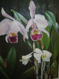 Orquideas rosas