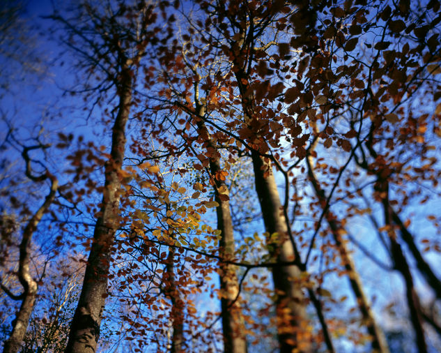 Otoño en Escocia Naturaleza Color (Química)