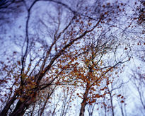 Otoño en el bosque 2