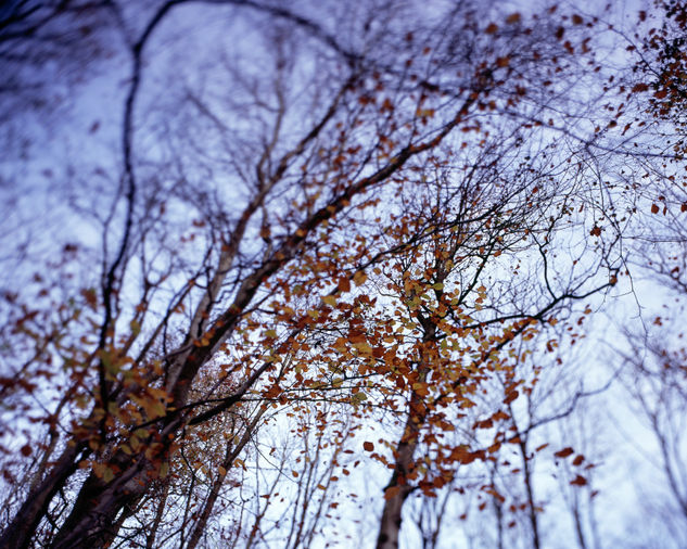 Otoño en el bosque 2 Naturaleza Color (Química)