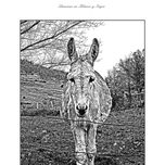 Láminas en Blanco y Negro thumbnail 1