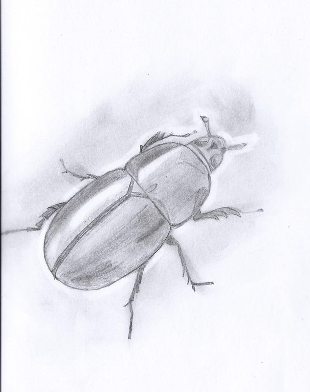 escarabajo