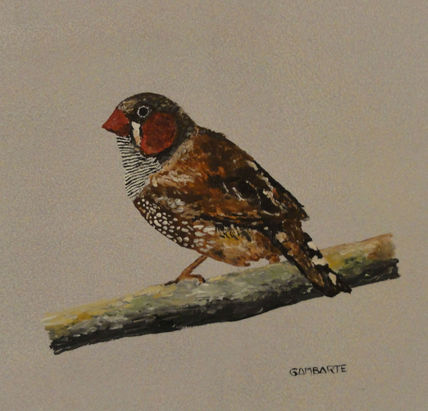Pajaro