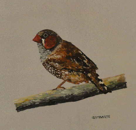 Pajaro