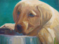 PERRO.