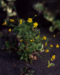 Flores de ciudad