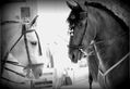 Caballos en la feria de Granada