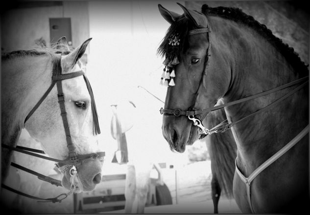 Caballos en la feria de Granada Photojournalism and Documentary Black and White (Digital)