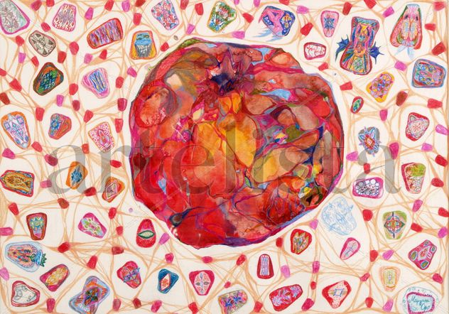 Pomegranate and its pearls