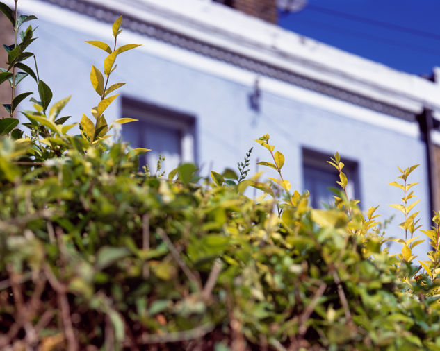 Naturaleza urbana 5 Otras temáticas Color (Química)