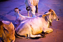 Pushkar street