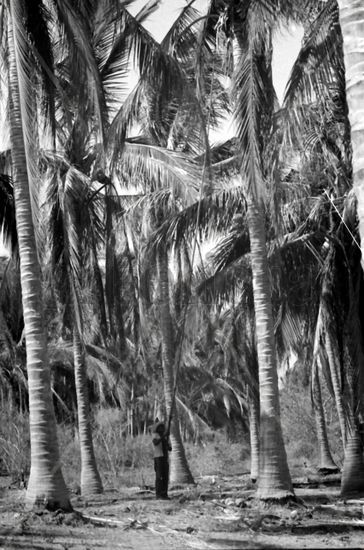 Bajando cocos 2 Fotoperiodismo y documental Blanco y Negro (Digital)