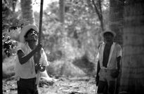 Bajando cocos de...