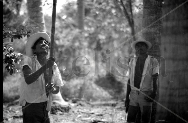 bajando cocos de una palmera