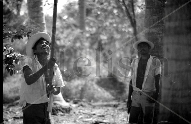 bajando cocos de una palmera Photojournalism and Documentary Black and White (Digital)