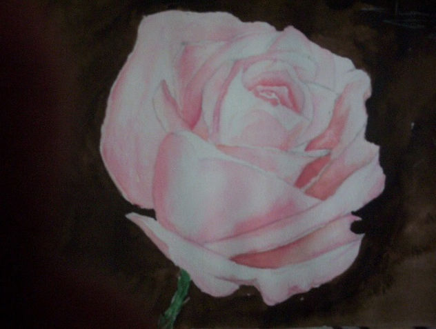 rosa