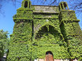 iglesia de Olivos, piel de hiedra
