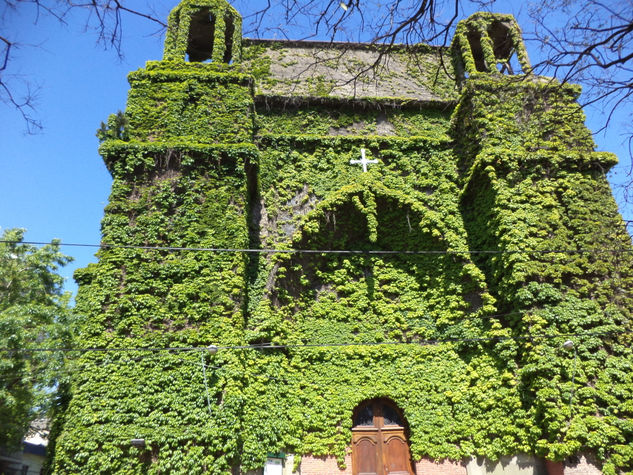 iglesia de Olivos, piel de hiedra 