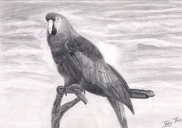 Guacamayo a Natural Graphite