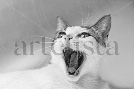 Feline